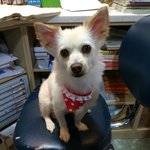 <b>서산</b>강아지 유기 - 홍이 마지막 홍이 소식입니다.