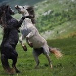 동물들의 <b>찰나</b> 순간포착