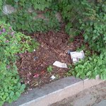 쓰레기 <b>더미</b>에 화초겠냐