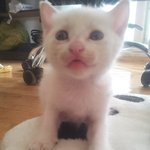 [유기묘] 인천 유기묘 5<b>꼬물</b>이 일상...