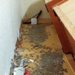 [틴펫스토리] 이사가려다 침대밑에서 <b>득템</b>