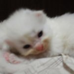 고양이 <b>분양</b>합니다