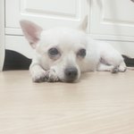 부산 수영구 광안동 치와와 강아지 <b>흰색</b> 주인찾아요