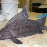 [공포베스트] 쓰나미 후 발견된 <b>동물</b>들