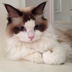 [탑과라떼] 렉돌냥 라떼 이야기