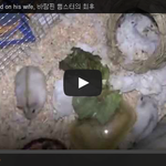 [공미니] 바람 핀 햄스터의 <b>최후</b>