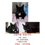 고양이를 찾습니다. 일순이를 찾아주세요.