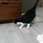 [남매냥] 참 많이 다른 코코와 네네!