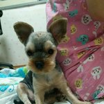 [행복한숑이] 1살<b>막내</b><b>동생</b>을소개합니다~~~~~~~~