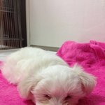 강아지 첫미용후 <b>통닭</b>이됫어여 ....