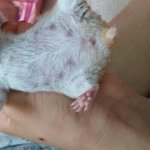 골든<b>햄스터</b>암수구별좀요ㅜ