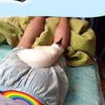 [꽃보다쿤이] 꽃미냥 쿤이 이야기 -5화  어릴때 동영상 추가.