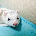 [페럿텐더] 치킨텐더 아니고 페럿 텐더에요~