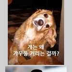 [아이돌월드] 강아지가 갸우뚱거리는 이유.jpg