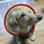 우리유리유리ㅋㅋ <b>닥스</b>에용!