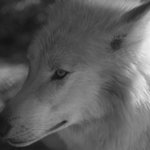 [EXO] 나쁜남자 <b>늑대</b>에 비유하는거 별로지않냐