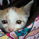 자꾸 깨문다고 좀전에 글올렸던 냥이 사진욤