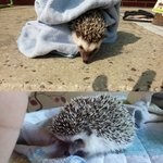 고슴도치 무료 분양합니다