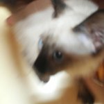 <b>경남</b>진주시 고양이잃어버리신분ㅠㅠㅠ!!