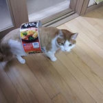 [공토다] <b>부대</b>찌개에 고양이를 넣어서...