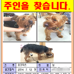 [도와주세요] 주인을 찾습니다!!!(<b>안성시</b>)