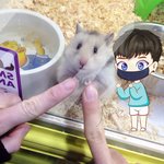 [시우민] 웨이보에서 넘 귀여운  <b>햄찌</b>