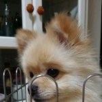 [EXO] 친구네<b>집</b> 강아진데 납치욕구<b>b</b>