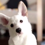 [반려견] 우리집 강아지와 연기 대결