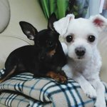 강아지를 찾습니다 울산 중구 말티즈 <b>여아</b>