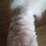 강아지피부병아시는분?