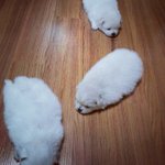 [EXO] 울집강아지도 새끼남
