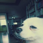 [EXO] 우리집강아지<b>개아</b>련