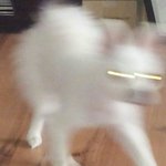 [EXO] 우리<b>집</b>강아지사진<b>이런</b>거밖에없음