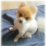 [EXO] 우리<b>집</b>강아지는아니고<b>사촌</b>언니강아지!