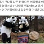 [콜로라도] 아기<b>팬더</b>는 소중하니까.jpg
