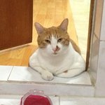 <b>다른집</b> 냥이들도 이런가요?