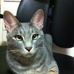 코리의 이야기 : 신촌 이대의 눈