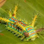 [공미니] 징그러운 동물 &amp; <b>생물</b>사진모음, 약간 혐오