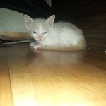 [유기묘] 인천 유기묘 5마리 일주일 근황...