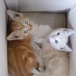 급급급)))귀여운 아깽이 사랑으로 데려가실 분!  제발 봐주세요...