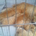 안산선부2동 노란고양이 훔쳐가신분 제발 돌려놔주세요