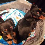 [콩이<b>워니</b>네] 닥스훈트 콩이 <b>워니</b> 소개합니당