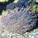 [EXO] 정글의법칙에서 타오다리물었던 <b>산호초</b>입니다,