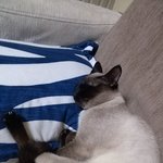 고양이 <b>분양</b> 합니다.