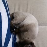 고양이 <b>분양</b>합니다