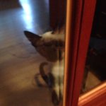 [꽃보다쿤이] 꽃미냥 쿤이 이야기 -6화