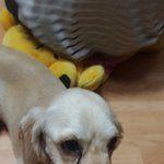 [조언부탁] (대구) 저희 <b>구찌</b>좀 찾아주세요..