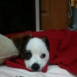 [몽이네] 3회 몽이 몽이가 돌아왔다!!!