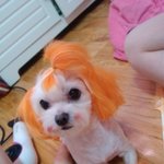 얼마전하늘로간 우리랑이