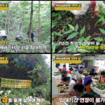 [지리산산삼] [제보!!] 비윤리기업 지리산산삼영농조합의 허위광고...